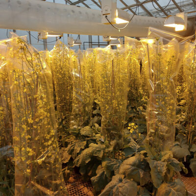 Pollinating Bags: Brassica Micro Perforation Bags