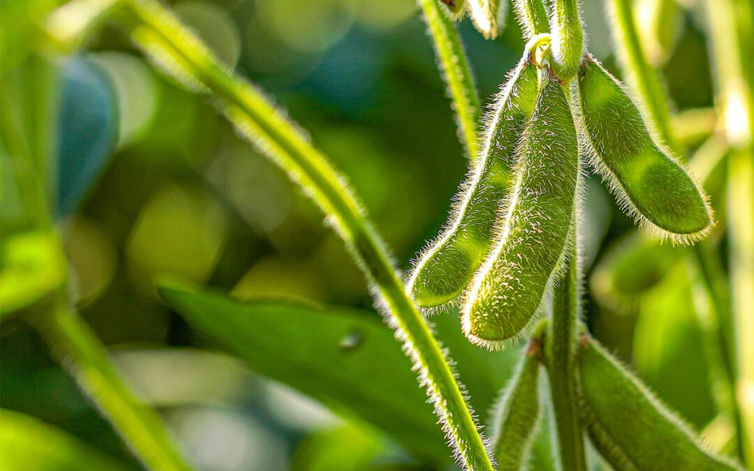 2023 Soybean Breeder’s Workshop